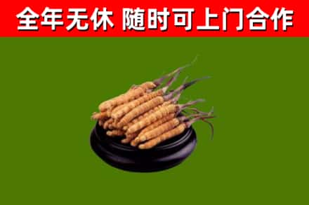 修武烟酒回收冬虫夏草.jpg