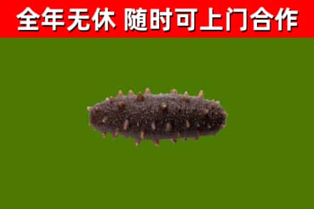 修武烟酒回收干海参.jpg